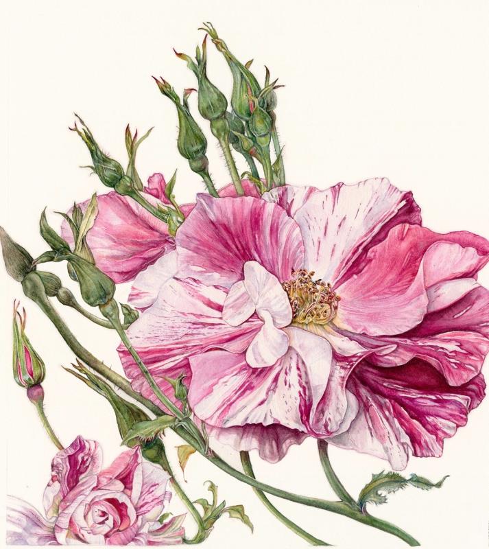 The King’s Rose